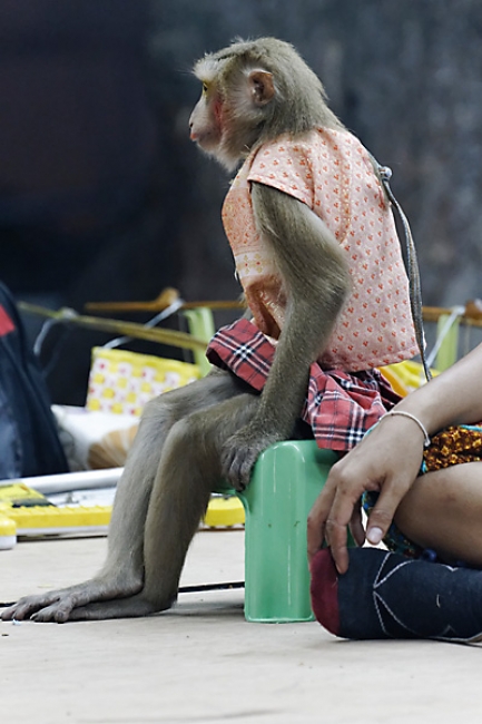 Lopburi King Narai fair-200